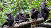 Chimpanzees Can Speak Like Humans, Scientists Claim After Reviewing Old Footage