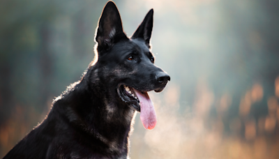 Entreprenurial Kid Steals German Shepherd for Neighborhood Petting Zoo