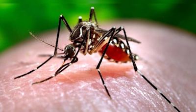 Delhi health minister to hold meeting with officials to chalk out anti-dengue action plan - CNBC TV18