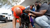 Three weeks after Ian, hard-hit Floridians are still searching for lost pets