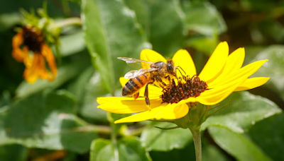 Are pollen allergies in Florida worse this year? Is climate change to blame?