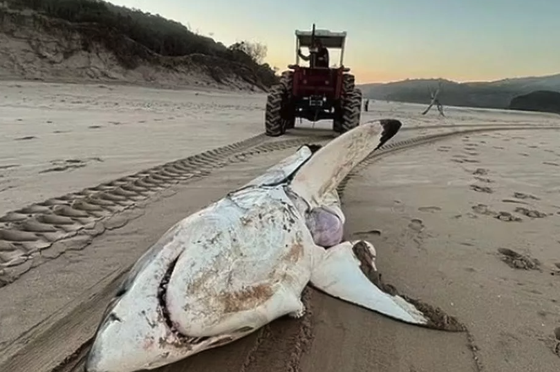 Massive 15ft great white shark washes up on beach after being eaten by even bigger predator