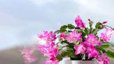 How to Repot a Christmas Cactus for Flourishing Festive Foliage Year After Year