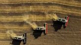 Tracking global marts, Russian wheat export prices decline a