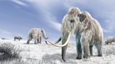 Cultured meat firm resurrects woolly mammoth in lab-grown meatball