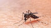 El dengue: una enfermedad cada vez menos 'tropical' que se extiende por Europa