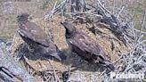 “Miracles Do Happen!” Southwest Florida Eaglet Returns To Nest After Agonizing 5-Day Absence