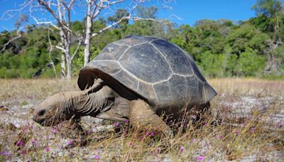 How plague helped return giant tortoises to Madagascar 600 years after extinction