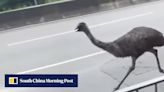 Runaway emu will be found new Hong Kong home if owner not identified: officials