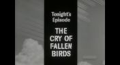 28. Cry of Fallen Birds