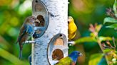 5 Tips To Get Birds Flocking To Your Yard – According To A Bird Feeding Expert