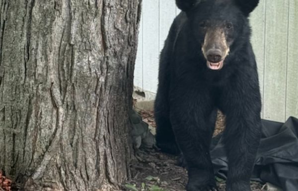 Black bear making rounds in Columbia, Illinois