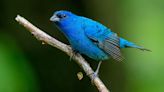 Rare blue songbird spotted in Guernsey