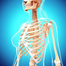 Female Skeleton Photograph by Pixologicstudio/science Photo Library ...