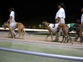 Greyhound racing