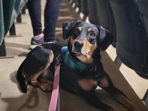 Westminster underdog steals hearts of crowd at 2024 show