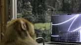 Elon Musk's brain-chip startup shares video it says shows a monkey telepathically 'typing'