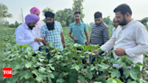 Surveillance teams formed to check pest attack on cotton crop | Amritsar News - Times of India