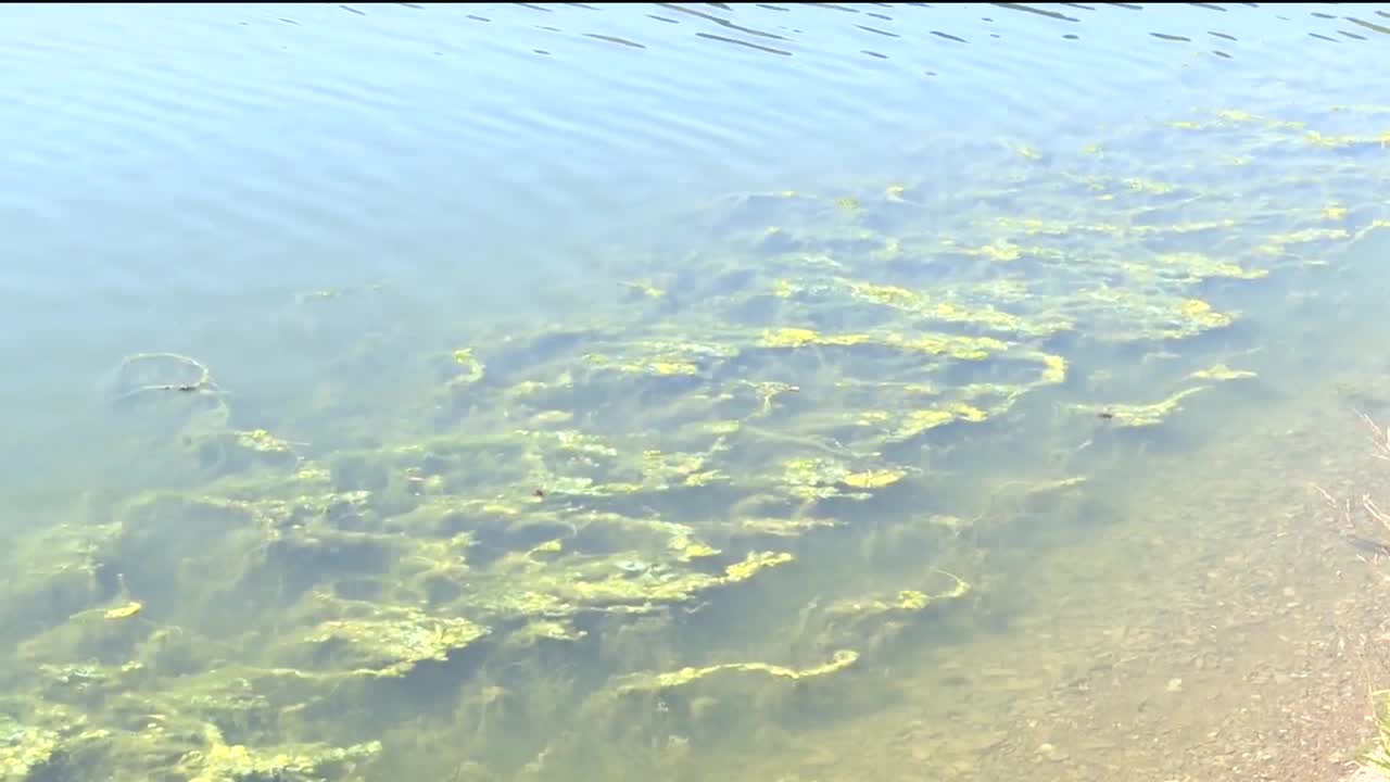 Health department warns of health risks from harmful algal blooms in Gallatin County