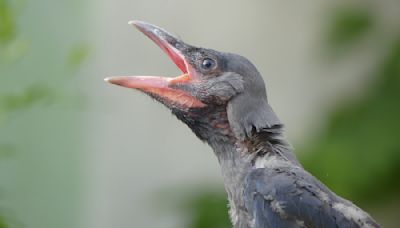 Wildlife Rescue Center Uses Surrogate Crow Toy to Help Feed Orphaned Baby Birds