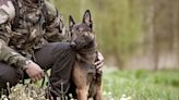 US Army Explosive Ordnance Disposal Teams Train With Military Working Dogs