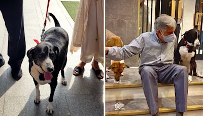 Ratan Tata's dog Goa visits NCPA to pay homage to man who brought him to Bombay House