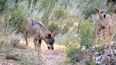 Una sentencia europea consolida la protección del lobo en la Unión Europea