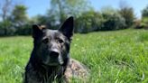 Sadness as police dog 'feared by criminals' dies