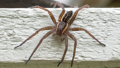 Urgent warning to Britons as spiders the size of RATS invade UK