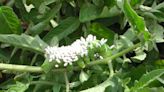 Tips for tackling the tomato hornworm that may be creeping into the garden