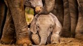 Rare set of elephant twins born in Kenya: 'Amazing odds!'
