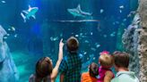 Sea Life aquarium offers Summer of Sharks activities