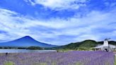 「河口湖香草祭」以紫色地毯裝飾富士山腳下的河口湖畔 - TechNow 當代科技