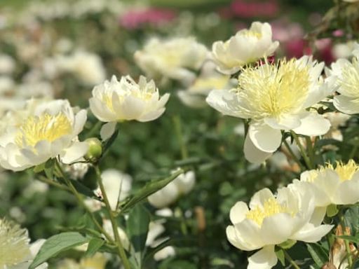 Thousands of flowers blooming in Ann Arbor’s Nichols Arboretum