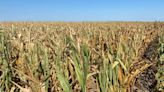 La sequía y la guerra acercan las reservas mundiales de cereales a mínimos de una década