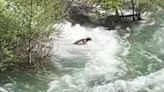 Watch: Bear swims for its life after getting swept away in raging rapids