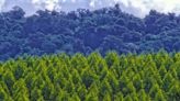 Reforestation Optimized: Cutting-Edge Methods to Boost Carbon Sequestration