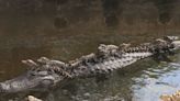 L’alligator, un reptile fascinant