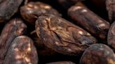 Cocoa Slumps 26% in Two Days, Paring Back Historic Rally
