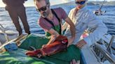 MIT, Woods Hole researchers are developing a better way to monitor slimy marine animals