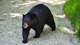 Searcy police looking for black bear seen in town