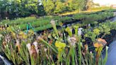 University of Florida's Native Plant Nursery to hold annual plant sale on campus this weekend