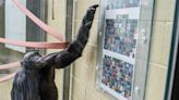 Are you smarter than an ape? Meet Kanzi: Des Moines' Minecraft-playing bonobo