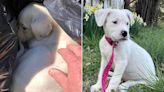 Clean-Up Crew Worker Adopts Puppy He Found Abandoned in Trash: 'Fell Instantly in Love'