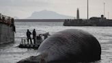 Fishermen Discover Massive Inflated Whale Carcass on Verge of Exploding