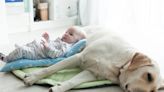 Golden Retriever Wags Tail With Pure Love While ‘Studying’ Newborn Baby