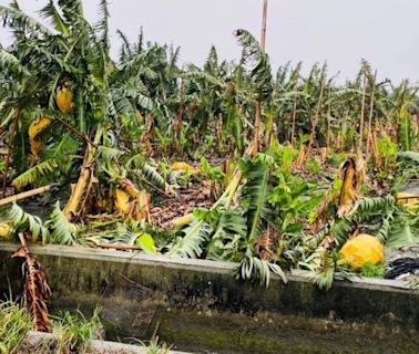 凱米颱風釀農業災情 農損估16億這水果受損最多