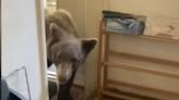 Watch: Bear interrupts California man washing his dishes