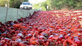 El cangrejo rojo americano marca el nivel de contaminación del agua: la advertencia de los científicos