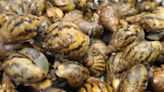 90 giant African snails ‘intercepted’ at Detroit Metropolitan Airport